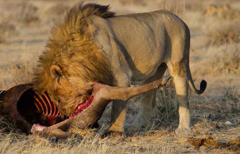 98 - Namibia - leones comiendo - parque nacional de Etosha